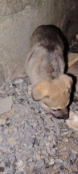 Віддам в хороші руки цуценя, песика