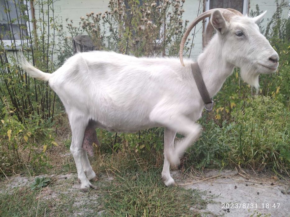 Продаємо козлів та кіз