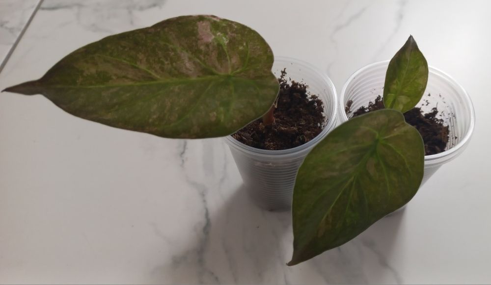 Алоказия  Wentii Aline variag