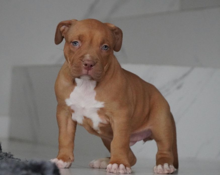 Amstaff American Staffordshire Terrier