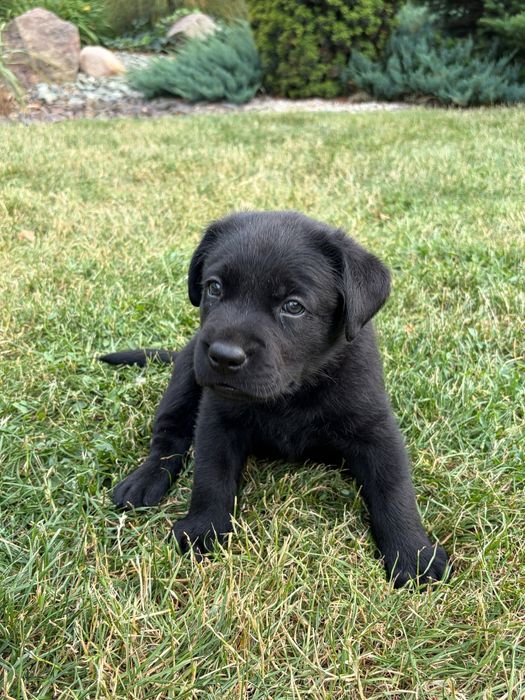 Szczeniak Labrador Retriever suczka gotowa do odbioru