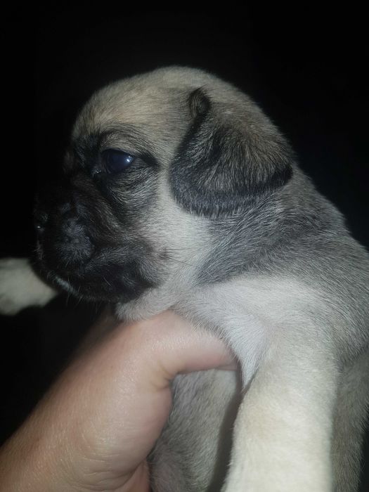 Продам щенков мопса 2500