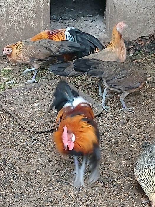 Продам сімью феніксів 1+2.