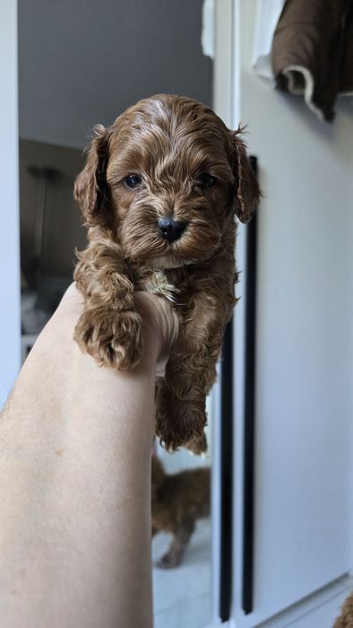 Cavapoo/ chłopczyk