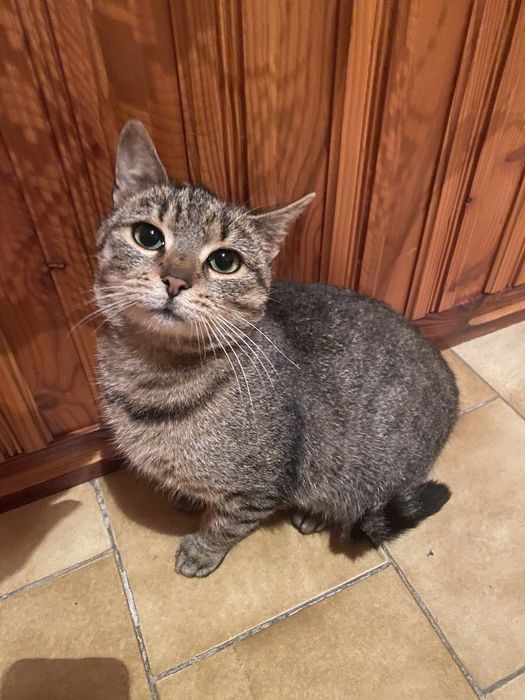 Oddam kotke w dobre ręce