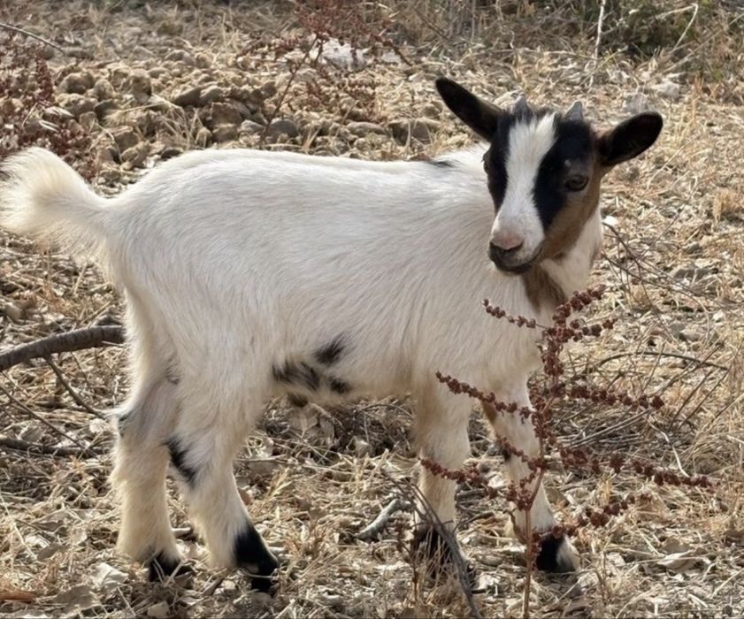 1 Cabrito Anão Macho