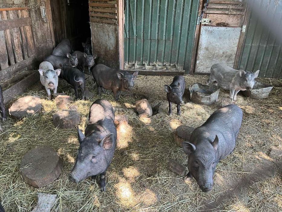 Вʼєтнамські поросята