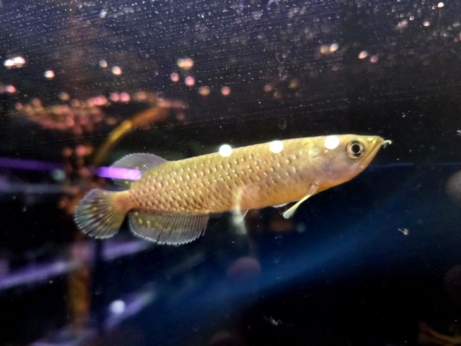 Arowana Jardini (Scleropages jardinii)