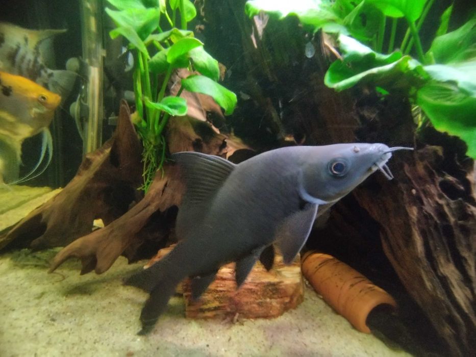 Labeo czarne  wielkośc około20cm