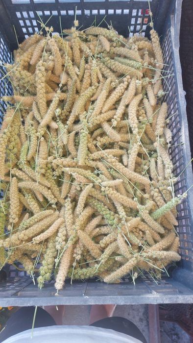 Чумиза для папуг