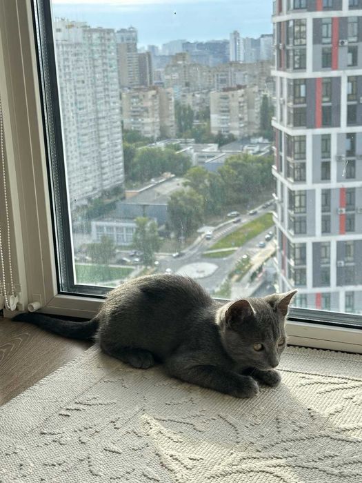 Кошенята в добрі руки, безкоштовно доставимо у будь-який район Києва