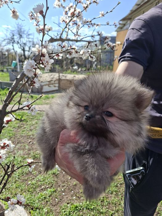 Шпиц,щенки шпиц.