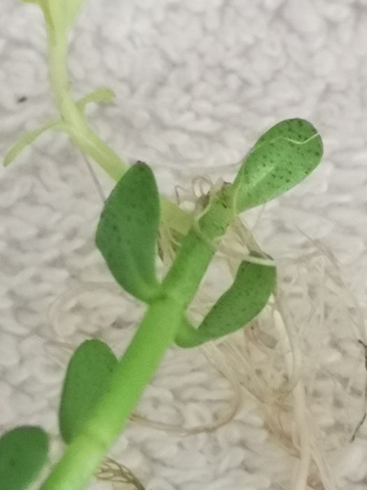 Plantas Aquário Podas 20 PÉS