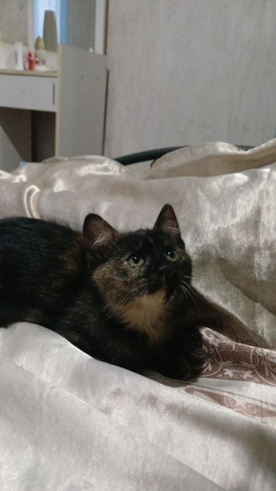 БЕЗКОШТОВНО віддам кошеня