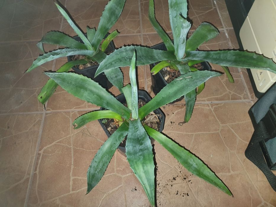 Agawa 25 cm wysokości