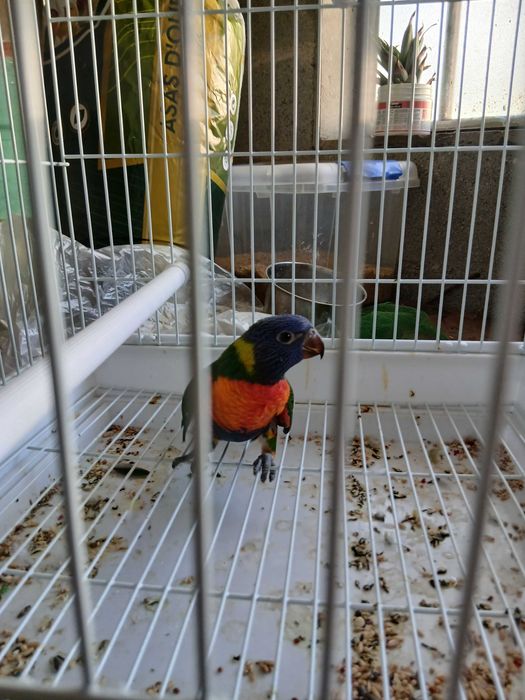 Loris arco iris de 2026