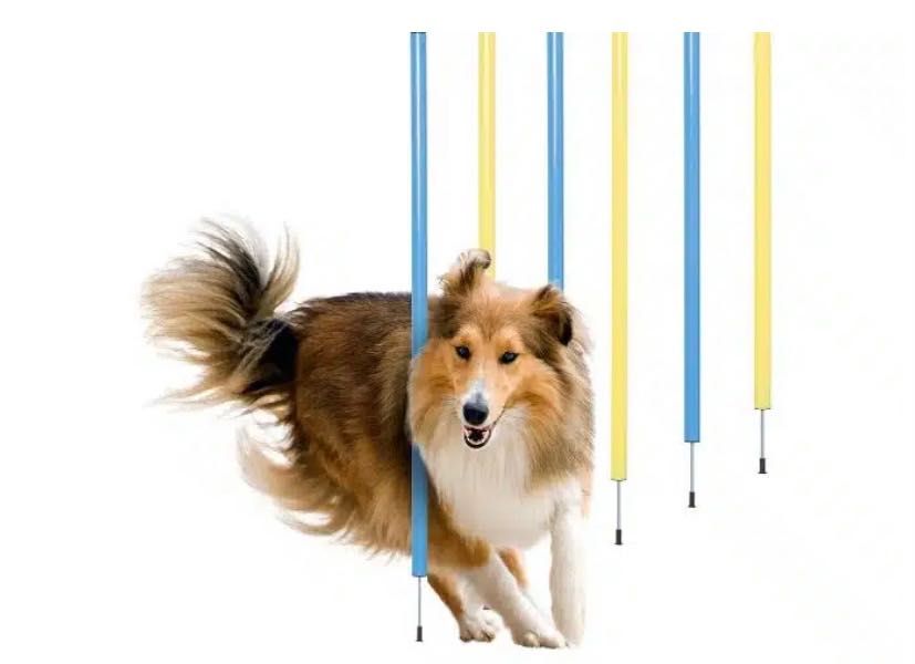 Obstáculos treino de animais cão