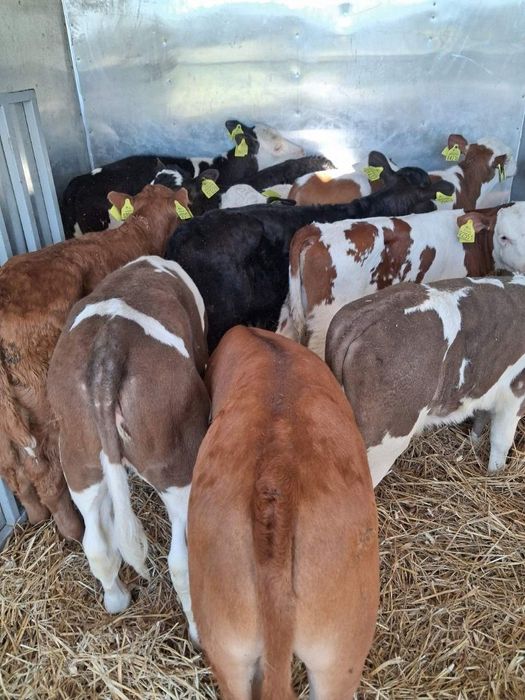 Byczki I jałówki Polskie mięsnych ras