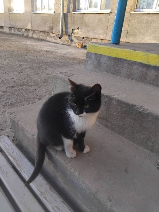 Віддамо в добрі руки