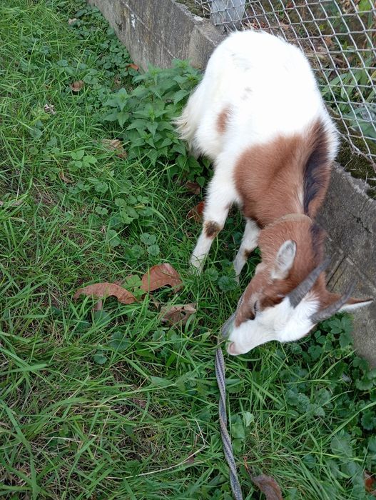 Кози, молоді, хароші