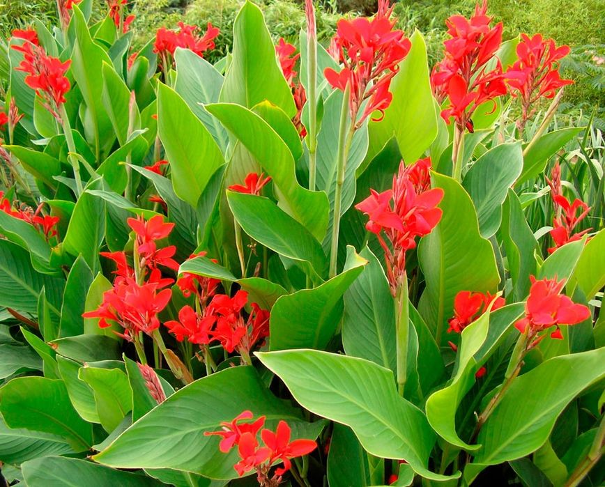 Садова квітка канна, 5 + 1 в подарунок, садовый цветок