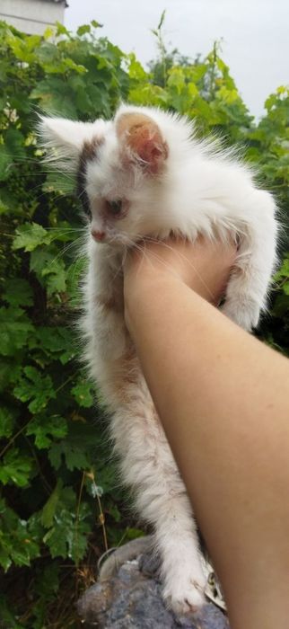 Вітдам кошенят в люблячі руки