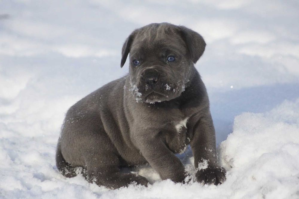 Блакитний кане корсо