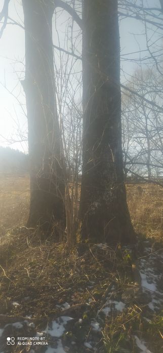 Ясень грубий 4 штуки