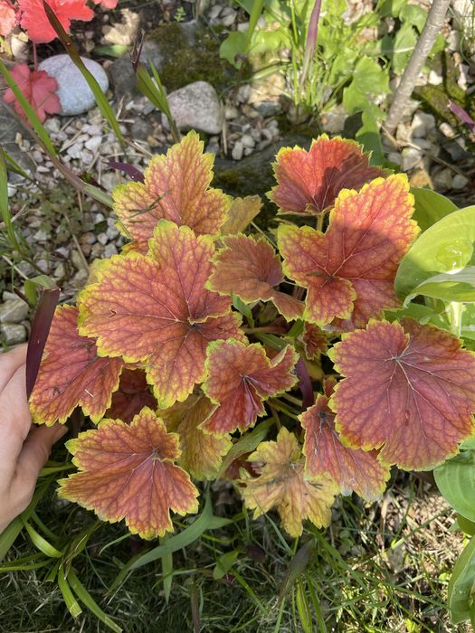 Гейхери сортові в наявності