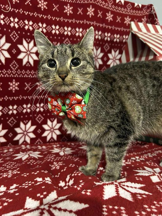 Chia – najprawdziwsza kocia przylepka szuka swojego człowieka!