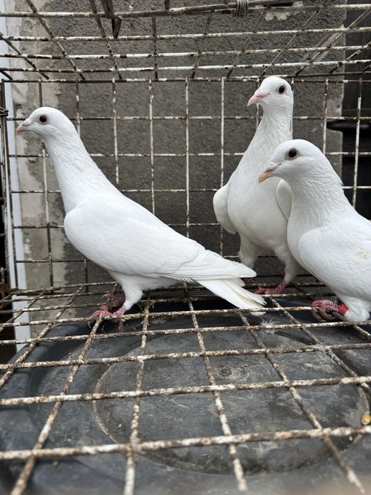 Białe gołebie pocztowe z kartami własności