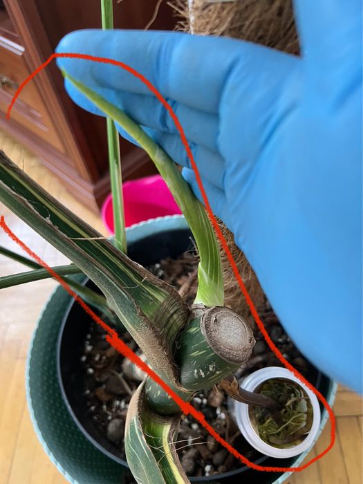 Monstera thai constellation