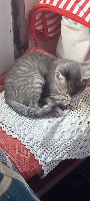 Gatinhos para adopção responsável