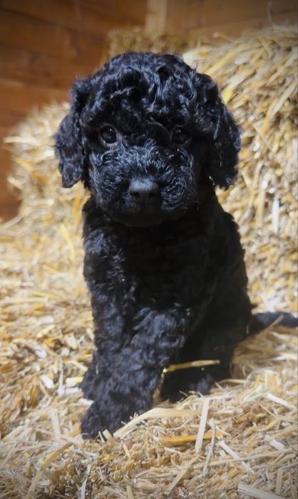 Piekny czarny piesek cavapoo!