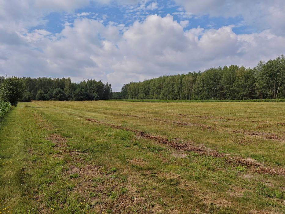 Nieruchomość rolna 2,95 ha Pękoszew, gm. Kowiesy - Widok 2