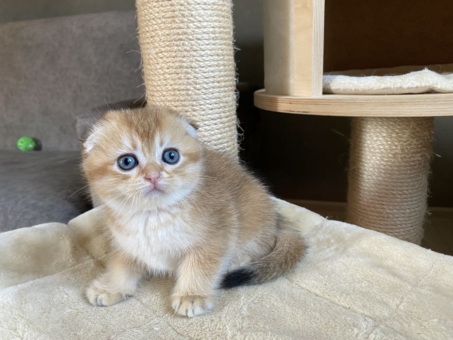 Elaya- золота шиншила