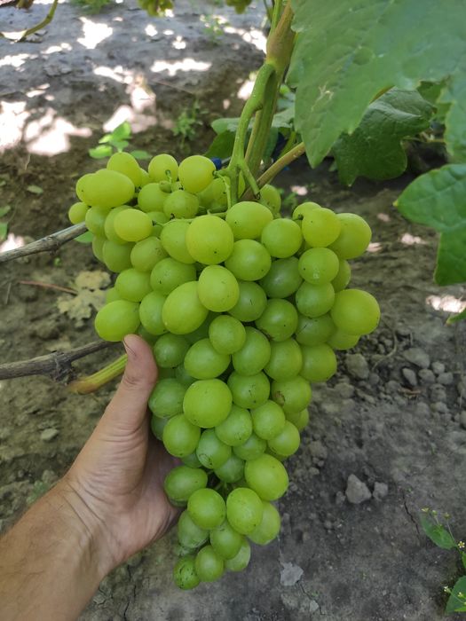 Саджанці винограду
