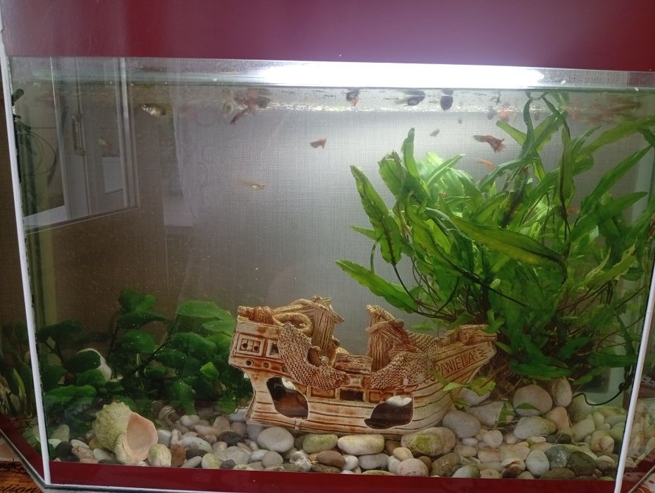 Продам аквариум с рыбками.