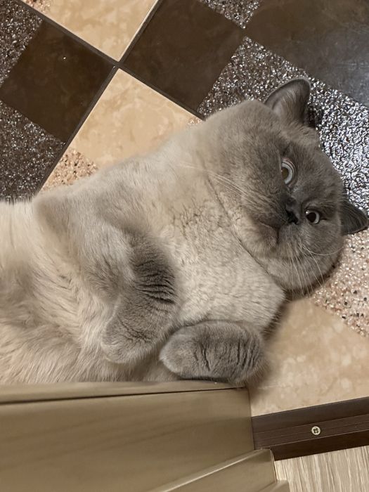 Вʼязка шотландець прямовухий