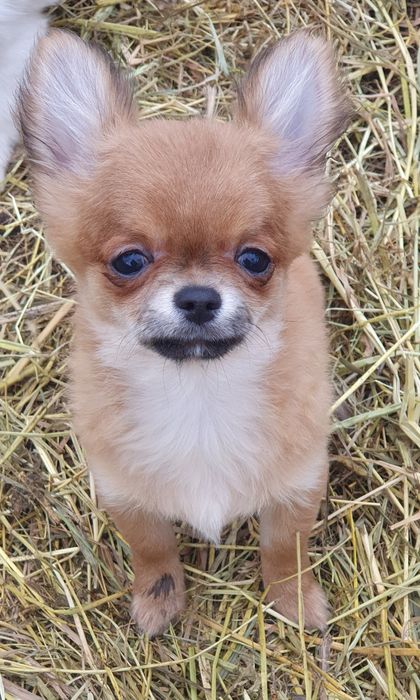 Мальчие чихуахуа красный соболь