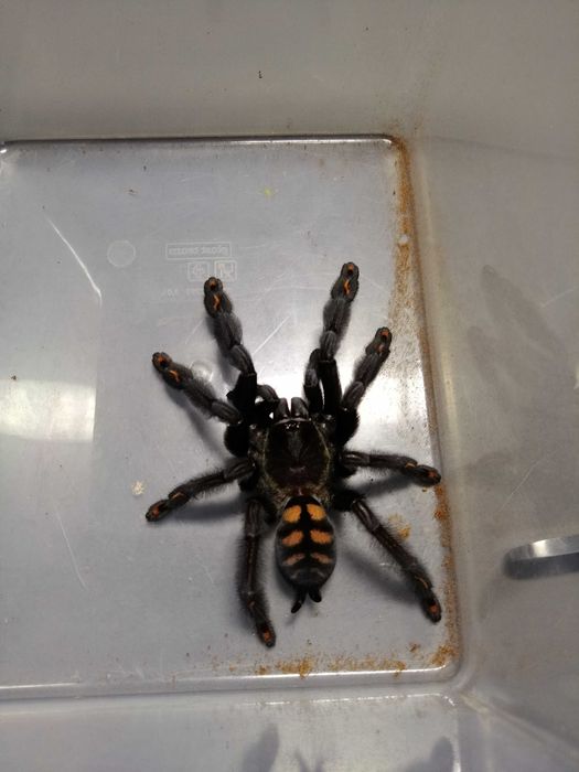 Ptaszniki na sprzedaż! - samice oraz terraria