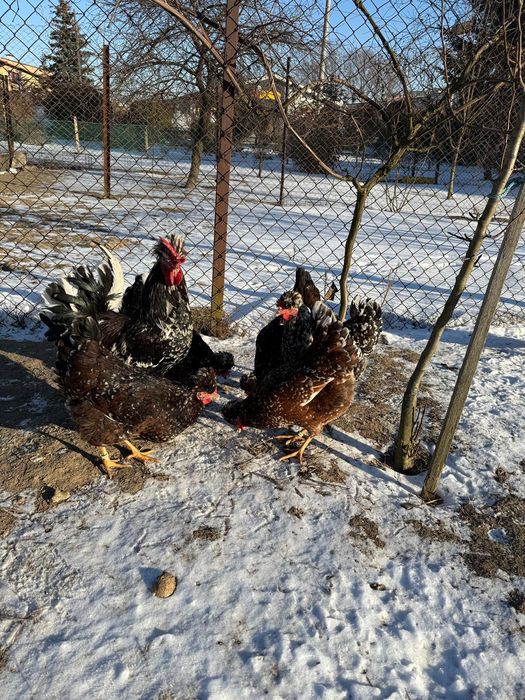 Jaja lęgowe Czubatka Staropolska