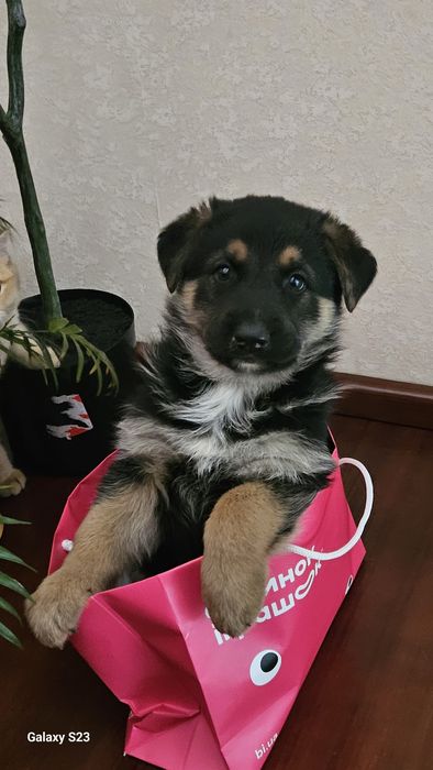 Цуценята німецької вівчарки (метиси)