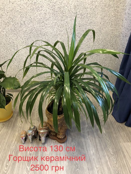Продаю квіти для інтерʼєру