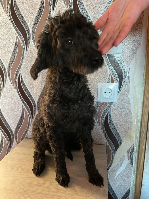 Пудель  дівчинка