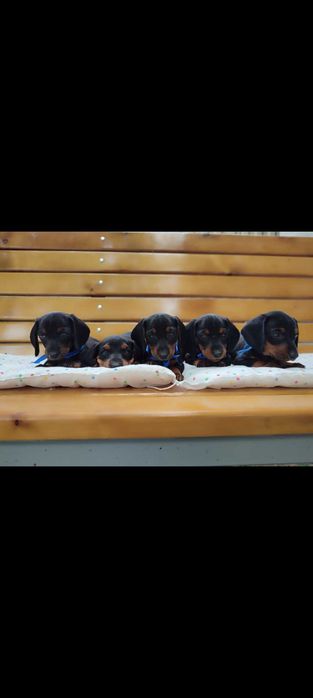 Такса короткошерстна