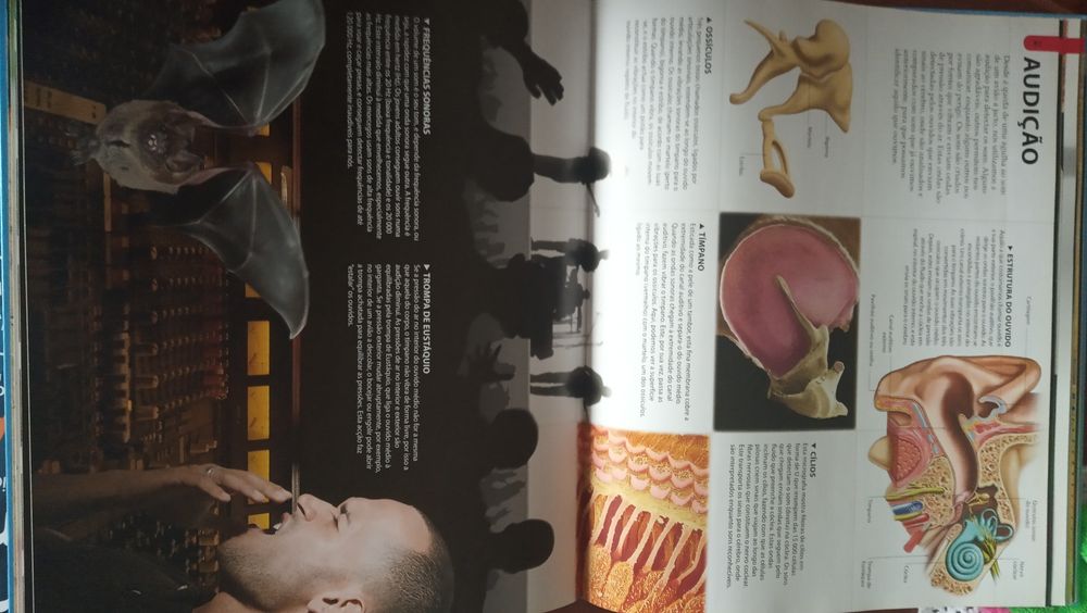 Uau corpo humano livro ilustrado