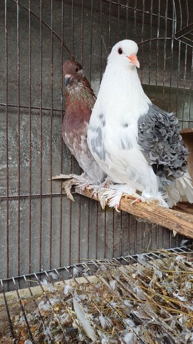Casal de pombos frisado