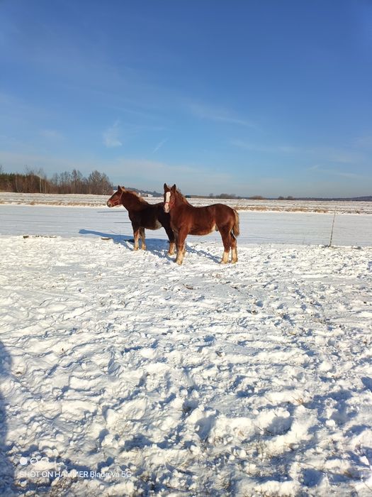 Sprzedam żrebaki w typie  Sztumskim 7 misięczne