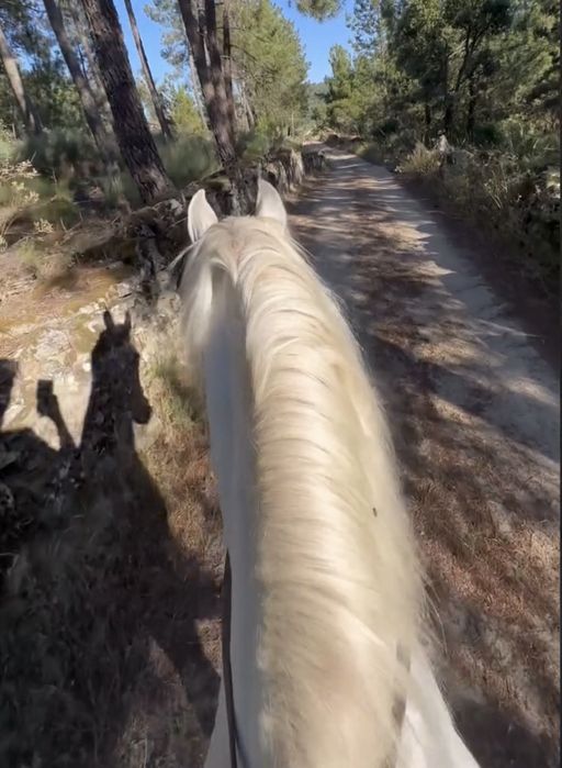 Cavalo lusitano